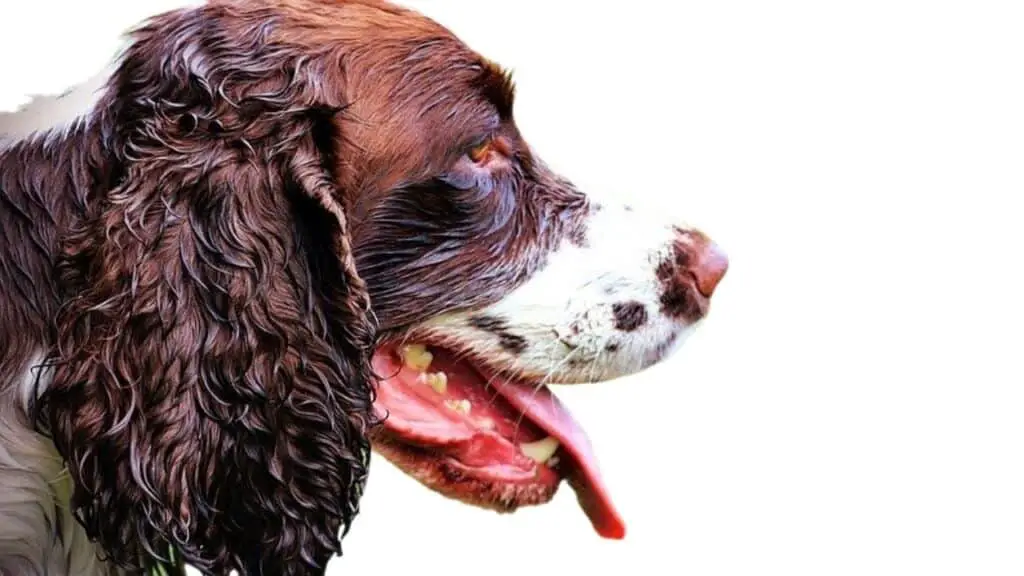 What type of coat does a Springer Spaniel have? Training buster