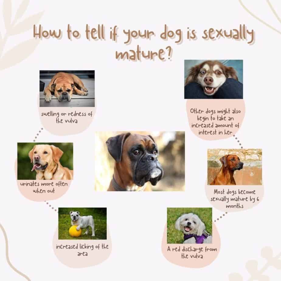 When do dogs become sexually active?