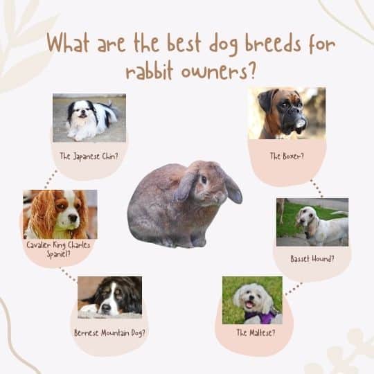 what is the best rabbit dog