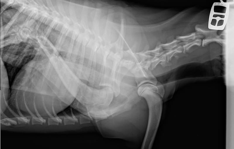 When do dogs’ joints fully develop?