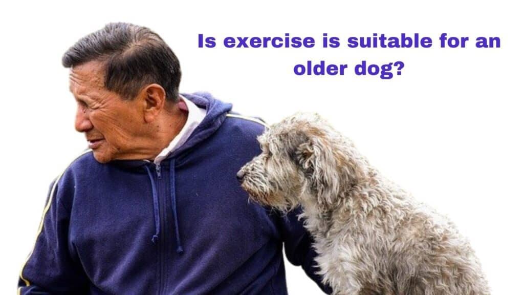 When do dogs need less exercise?