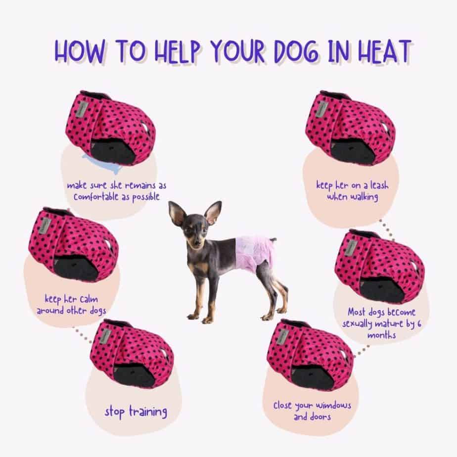 When do dogs in heat stop bleeding? Training buster