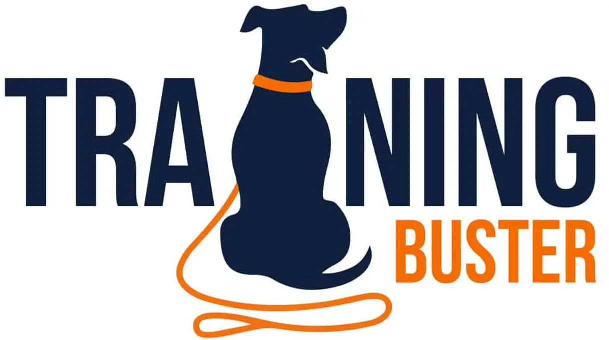 Are Yorkies Hard to Train How Do You Train a Yorkie?