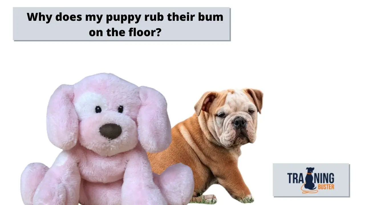 Why does my puppy rub their bum on the floor?