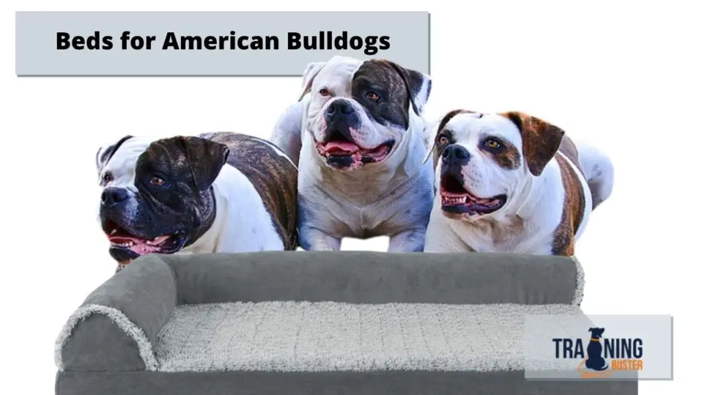 Dog Beds for American Bulldogs