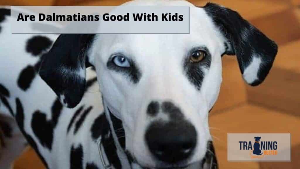 Are Dalmatians Good With Kids