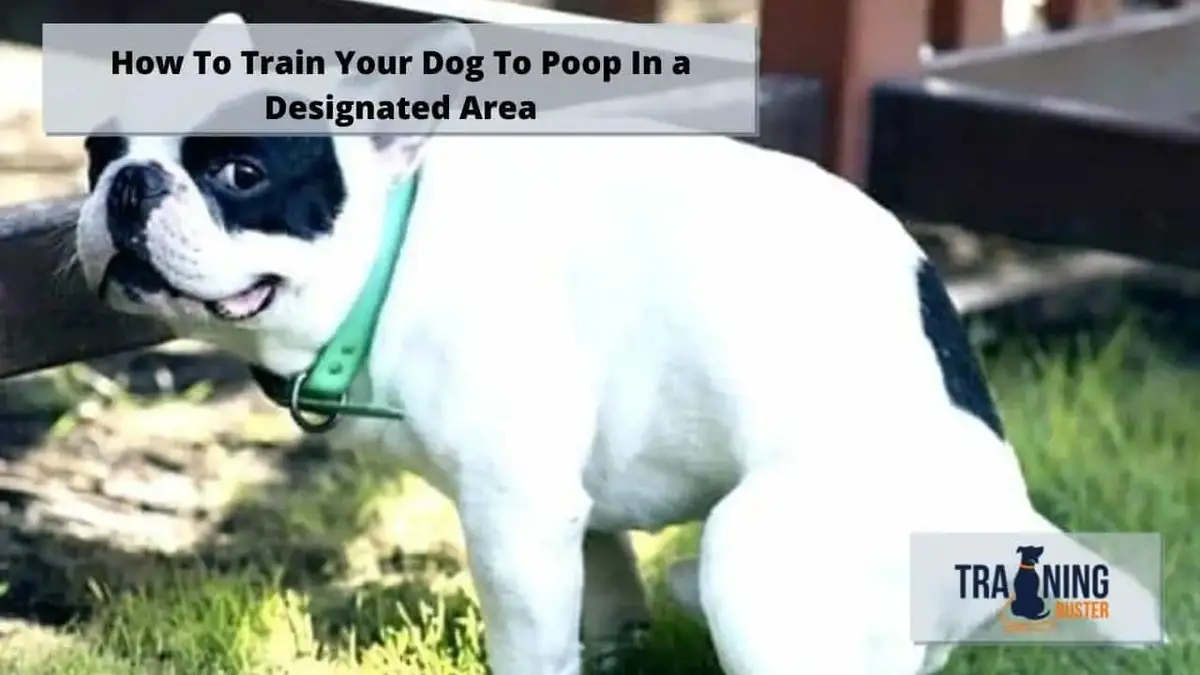 how train dog to poop outside