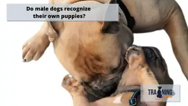 Do Male Dogs Recognize Their Own Puppies Training Buster