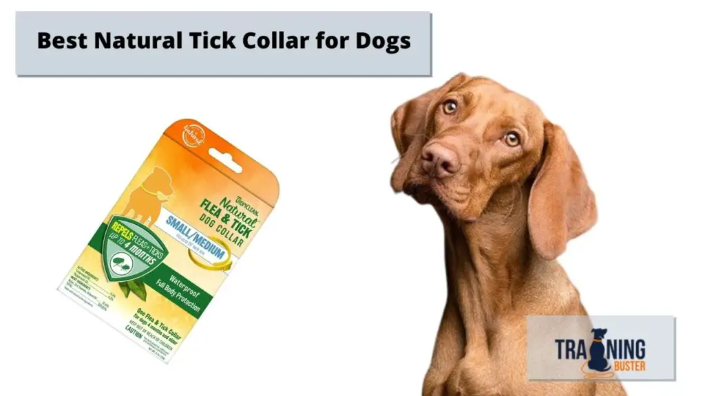 Best Natural Tick Collar for Dogs