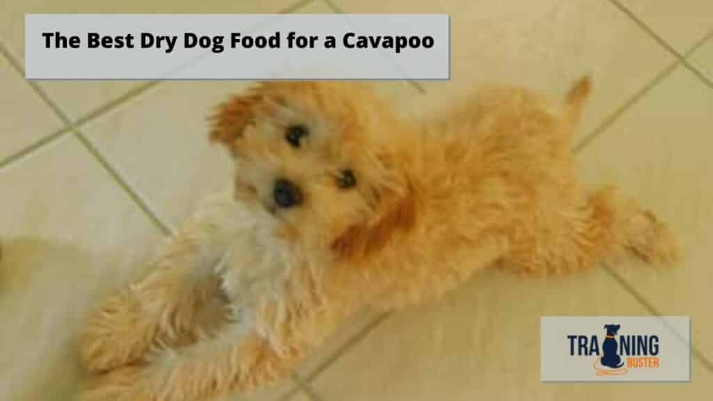 The Best Dry Dog Food for a Cavapoo