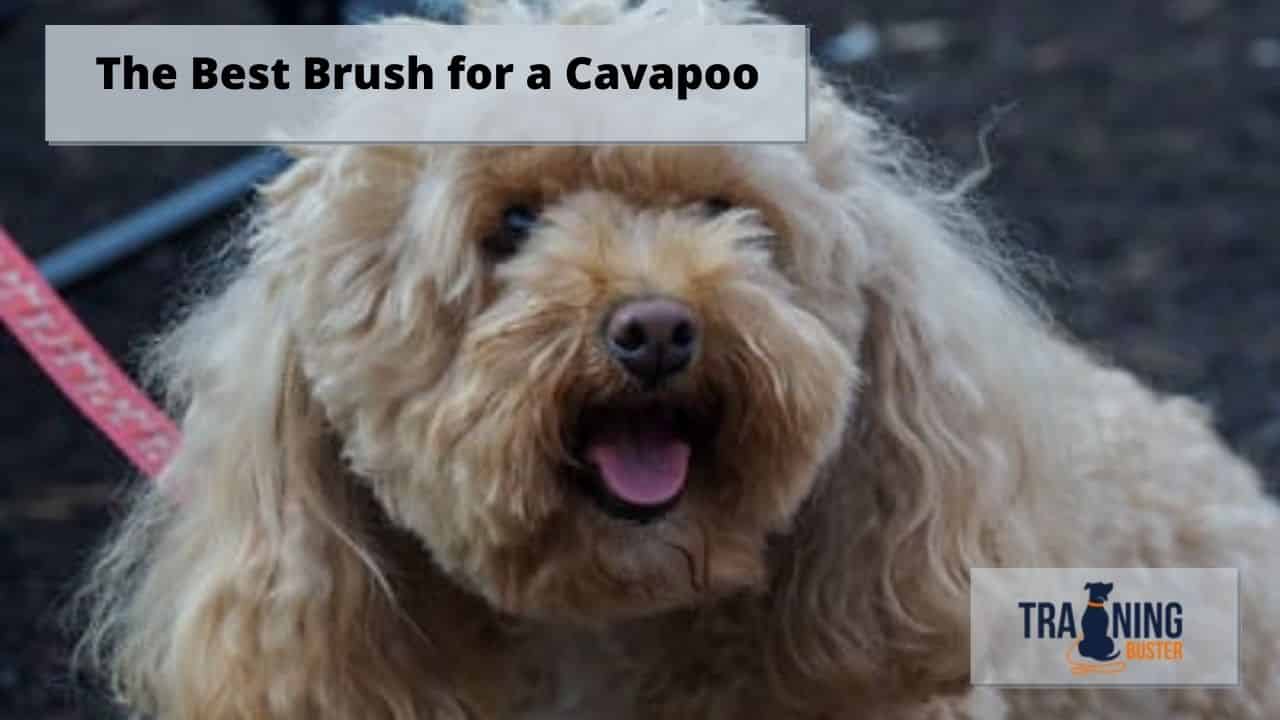 brush for cavapoo