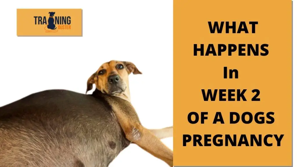 What happens in week 2 of a dog's pregnancy?
