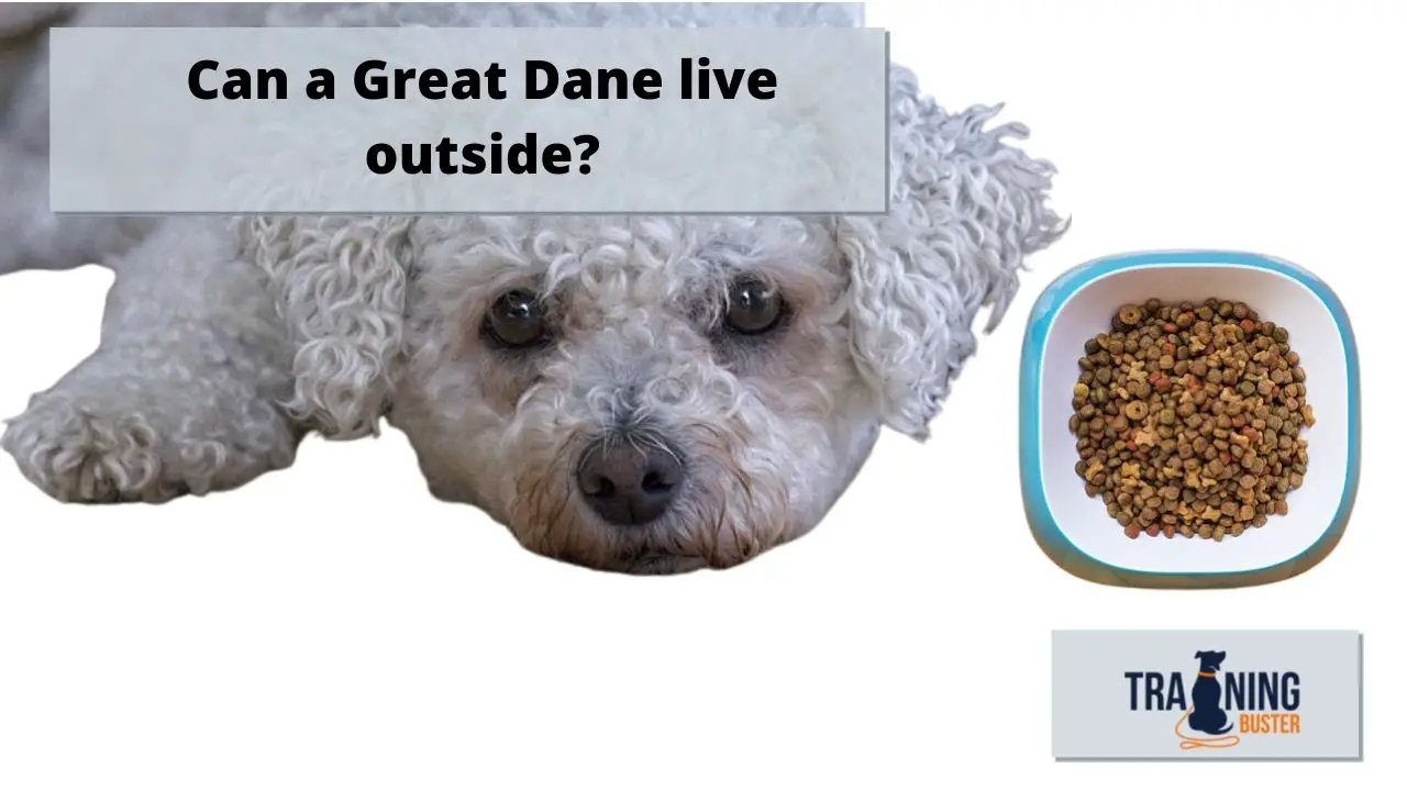 Bichon Frise Feeding Guide bichon-frise-feeding-guide