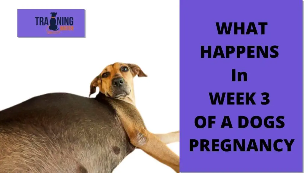 What happens in week 3 of a dog's pregnancy?