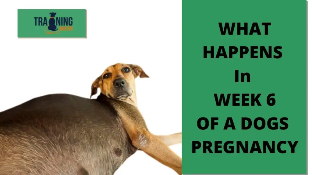 What happens in week 6 of a dog's pregnancy?