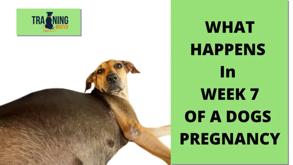 What happens in week 7 of a dog's pregnancy?