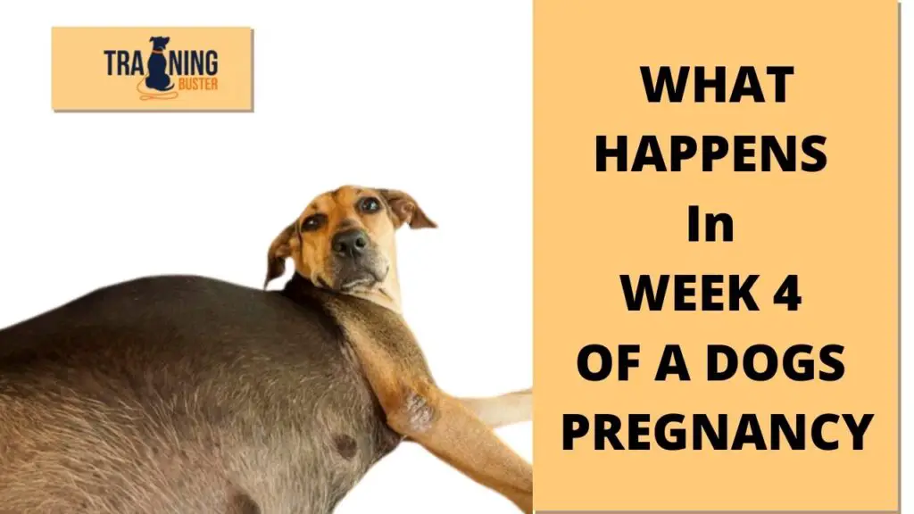 What happens in week 4 of a dog's pregnancy??
