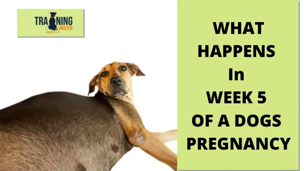 What happens in week 5 of a dog's pregnancy