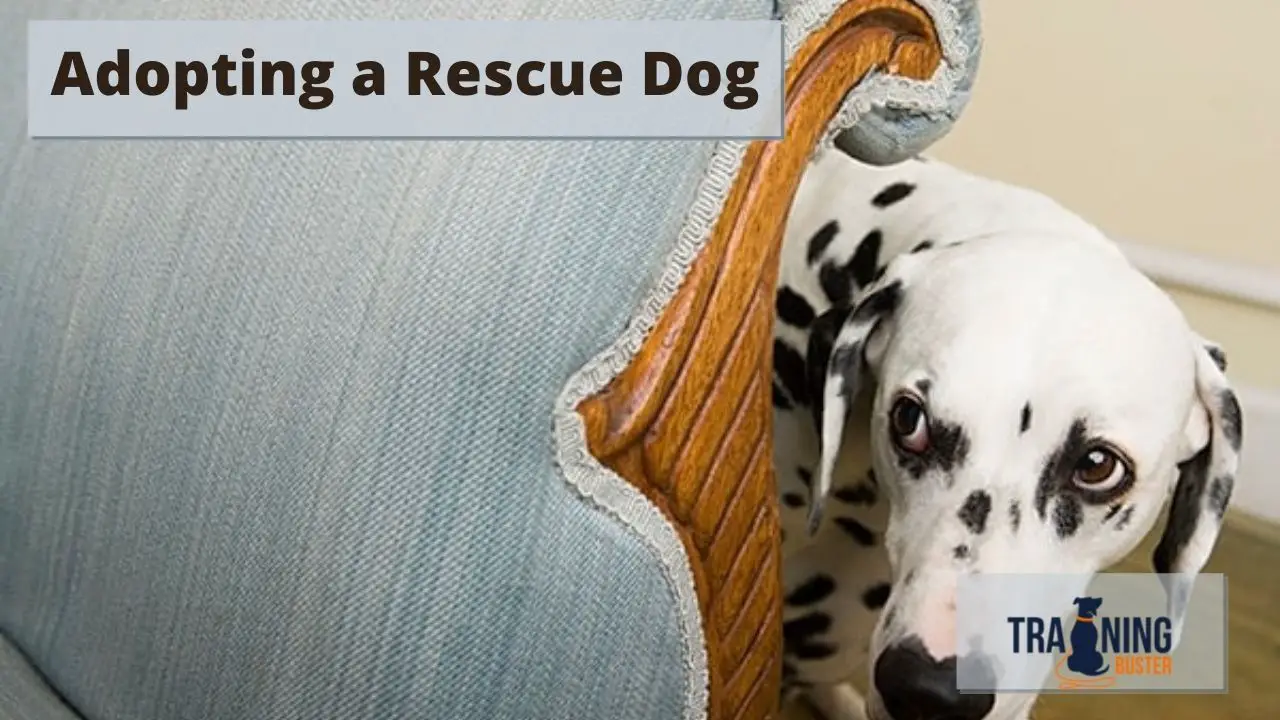 Things to Know When Adopting a Rescue Dog Training buster