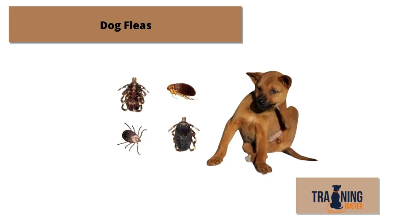 How to Tell if my Dog Has Fleas Training buster