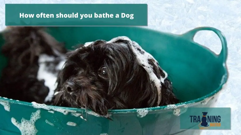 How often should you bathe a Dog? Training buster