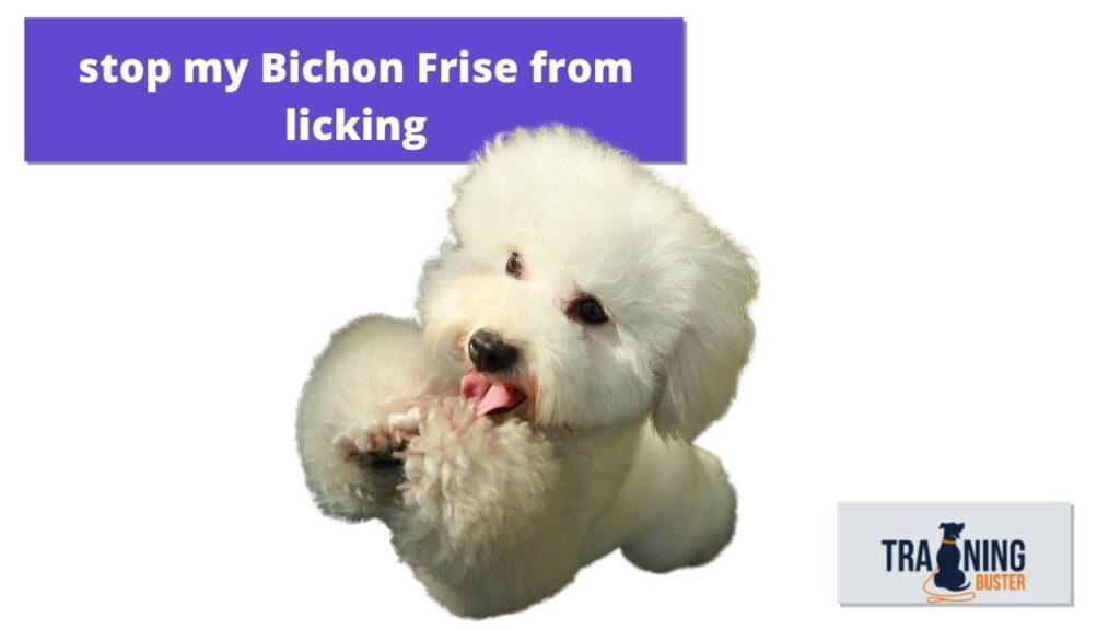 Why is my Bichon Frise's coat turning pink or brown?