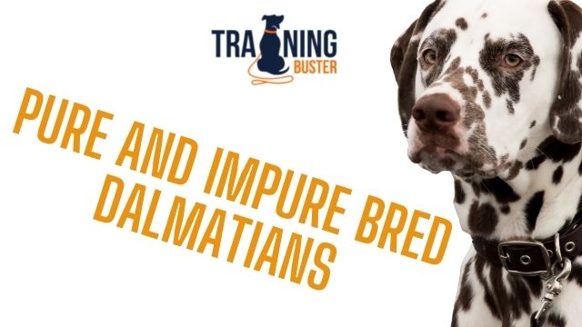 difference-between-pure-and-impure-bred-dalmatians-training-buster