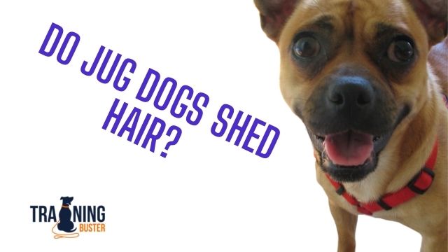 Do Jug dogs shed hair
