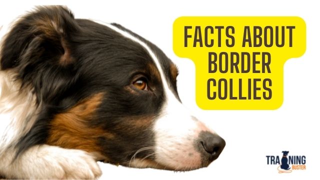 Interesting Facts about Border Collies