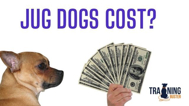 How much do Jug dogs cost in the USA