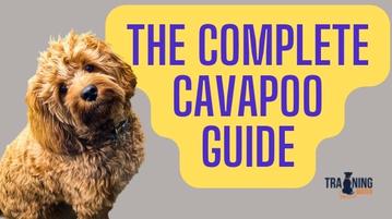 are cavapoos aggressive