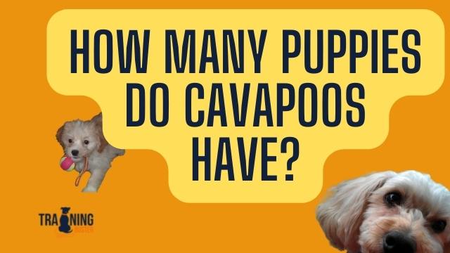 How many puppies do Cavapoos have?