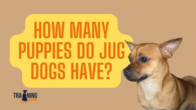 what do i need to know about jug puppies
