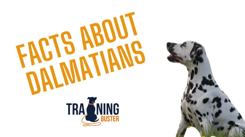 DALMATIANS BREED PROFILE ESSENTIAL FACTS visual data 7