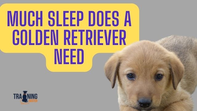 How Much Sleep Does a Golden Retriever Need a Day