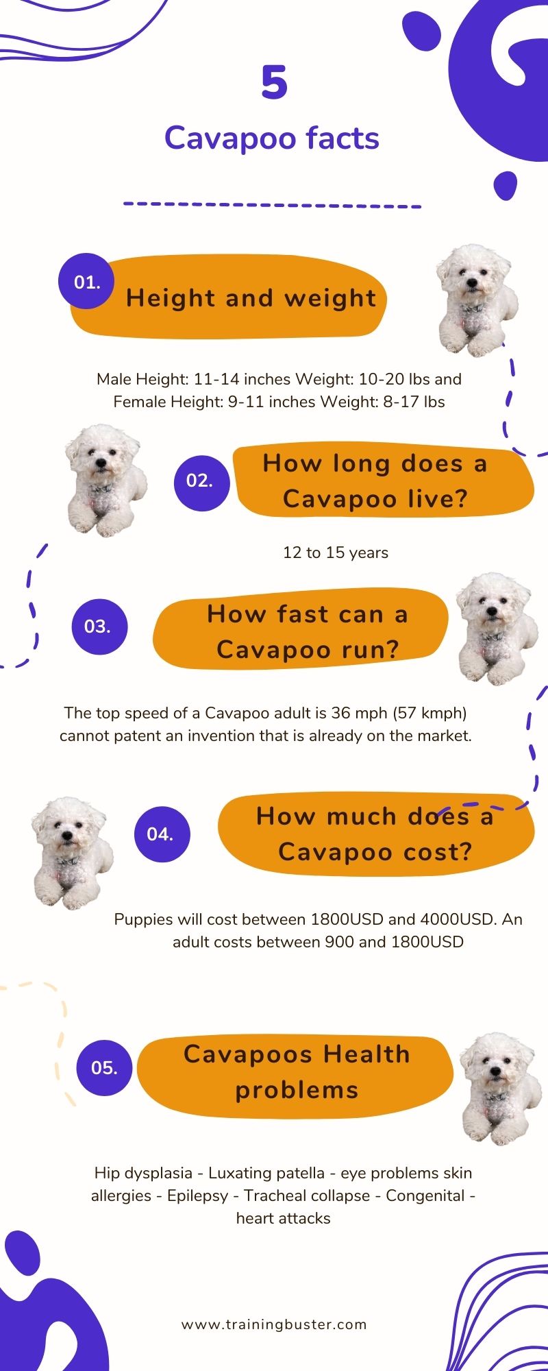 Complete Cavapoo Guide: Statistics and Facts