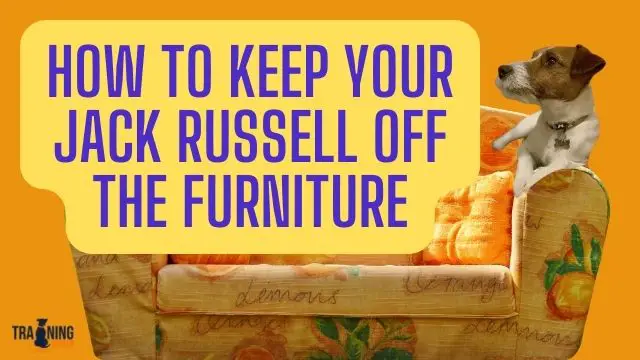 How to keep your Jack Russell Off the Furniture