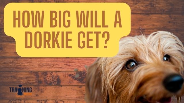 How big will a Dorkie get?