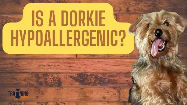 Is a Dorkie hypoallergenic?