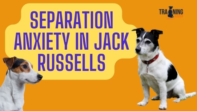 Preventing separation anxiety in Jack Russells