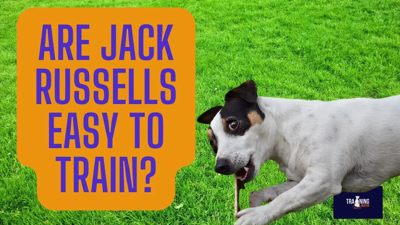 are jack russells hard to potty train