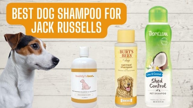 Best Dog Shampoo For Jack Russells