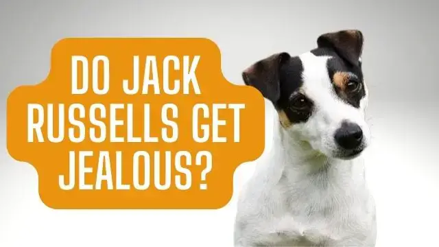 are jack russells dog aggressive