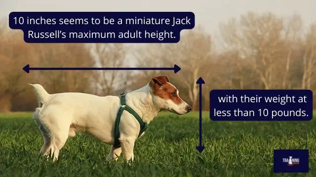 Jack Russell vs miniature Jack Russell