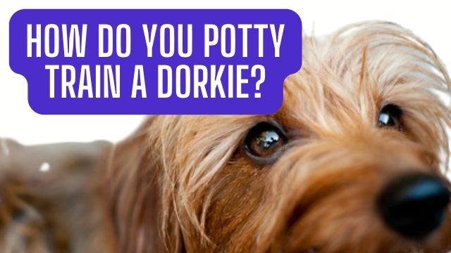 How do you potty train a Dorkie?