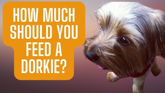 How much should you feed a Dorkie?