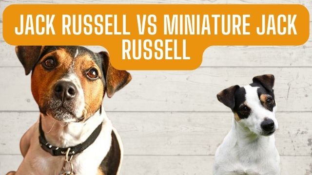 Jack Russell vs miniature Jack Russell