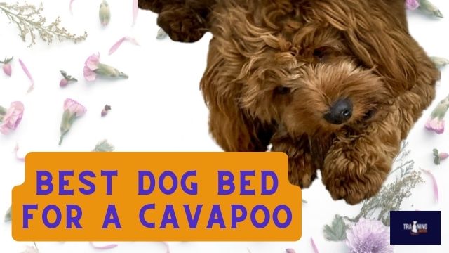 Best Dog Bed for a Cavapoo