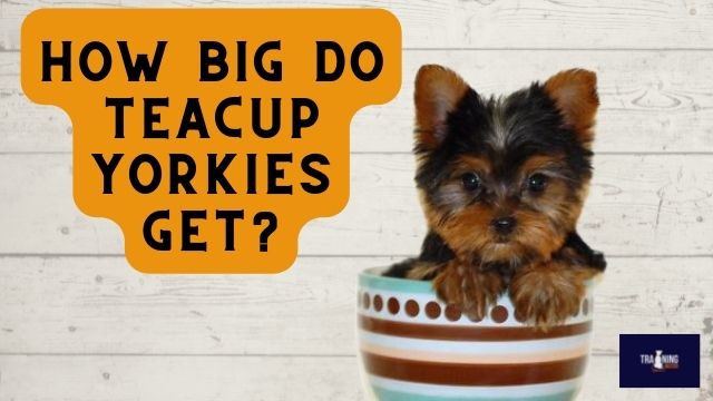 How Big do Teacup Yorkies Get?