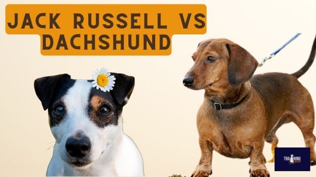 Jack Russell vs Dachshund